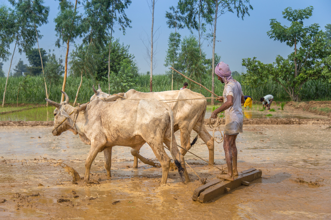 Bullock ploughing paddy fields in uttarakhand.