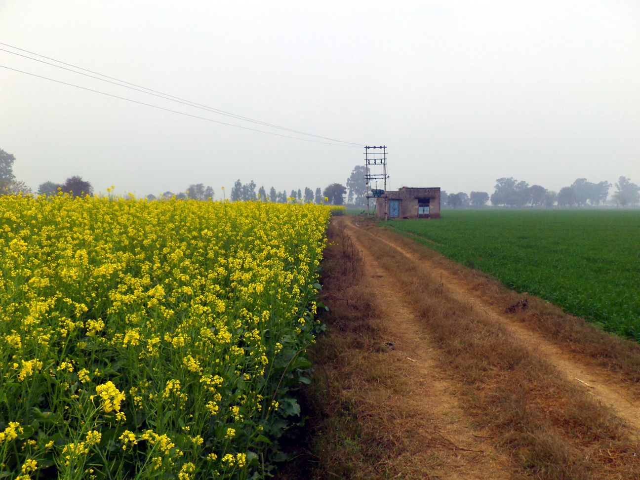 Rural India