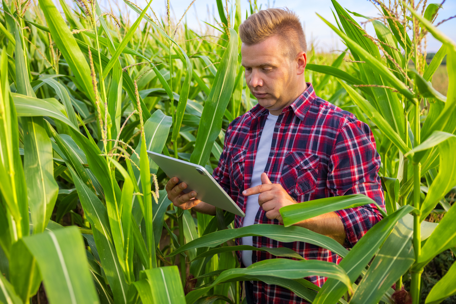 Farmer Standing in Corn Field and Using Digital Tablet