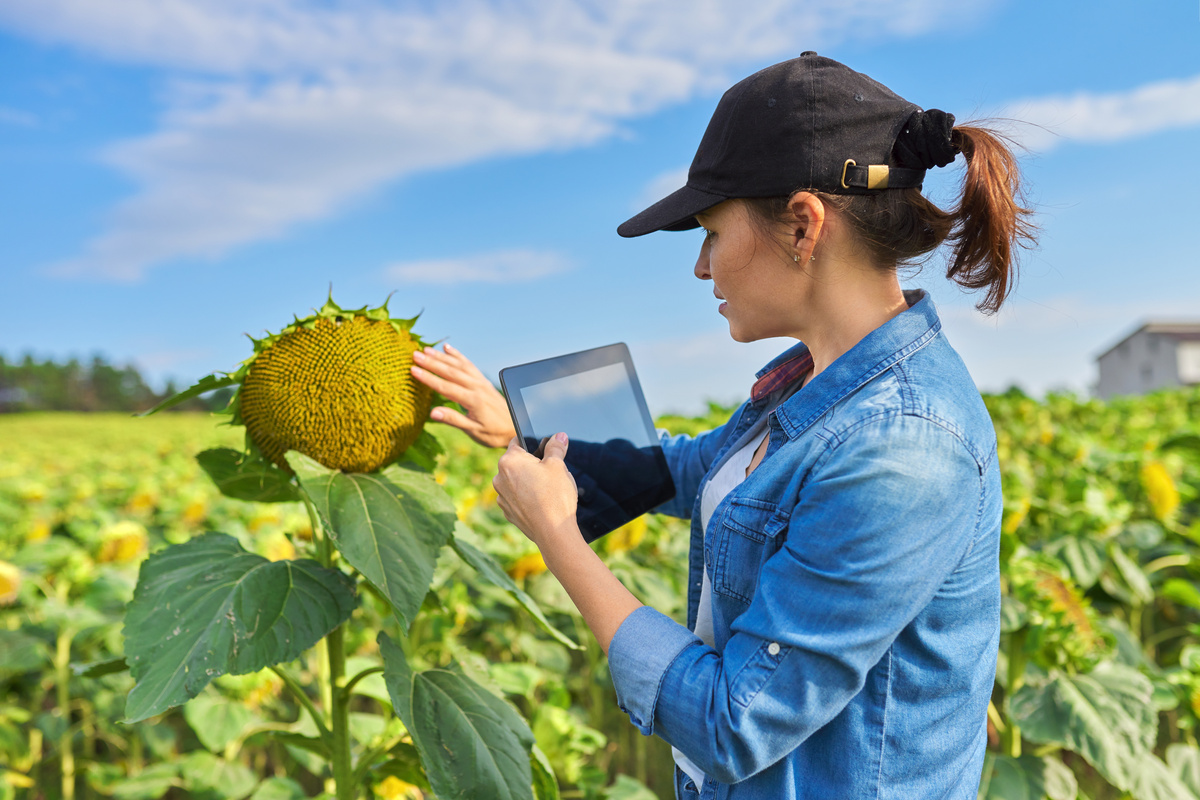 Woman Agronomist Farmer Working with Digital Tablet in Ripe Sunflower Field